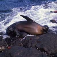 Picture of galapagos sea lion cow with pup suckling on south plaza island, galapagos islands
