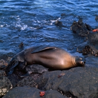 Picture of galapagos sea lion cow with pup suckling on south plazas island, galapagos islands