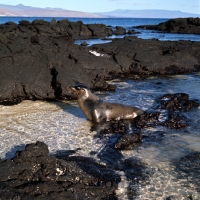 Picture of galapagos sea lion in landscape on fernandina island, galapagos islands