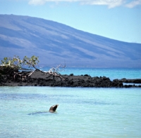 Picture of galapagos sea lion off fernandina island,