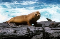 Picture of galapagos sea lion on hood island, with marine iguanas