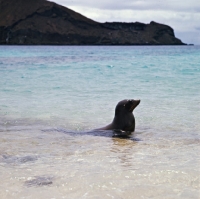 Picture of galapagos sea lion on sullivan bay, james island, galapagos islands
