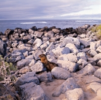 Picture of galapagos sea lion pup on  loberia island, galapagos islands