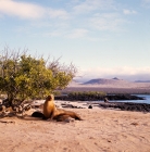 Picture of galapagos sea lion with pups, loberia island, galapagos islands