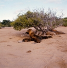 Picture of galapagos sea lions and pups on loberia island, galapagos islands