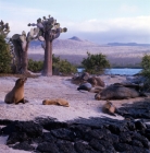 Picture of galapagos sea lions, beachmaster with cows and pups on seal island, loberia island, galapagos islands