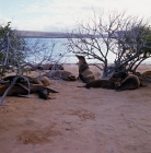 Picture of galapagos sea lions cows and pups on loberia island, galapagos islands