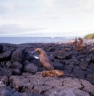 Picture of galapagos sea lions mother and pup on james island, bathing