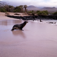 Picture of galapagos sea lions on  loberia island, galapagos islands