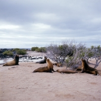 Picture of galapagos sea lions on loberia island, galapagos islands