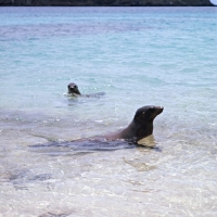 Picture of galapagos sea lions on sullivan bay, james island, galapagos islands