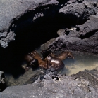 Picture of galapagos sea lions pups in rock pool in lava, fernandina island, galapagos islands