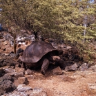 Picture of galapagos tortoise at darwin station, santa cruz island galapagos 