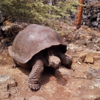 Picture of galapagos tortoise at the darwin station, santa cruz island, galapagos 