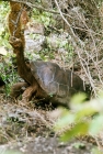 Picture of galapagos tortoise at the darwin station, santa cruz, galapagos