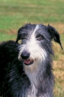 Picture of Galgo Espanol - Spanish sighthound