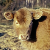Picture of galloway calf