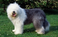 Picture of galumphing tails i win for tailormade (ahab), undocked old english sheepdog standing on grass