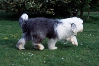 Picture of galumphing tails i win for tailormade (ahab), undocked old english sheepdog trotting along