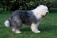 Picture of galumphing tails i win for tailormade (ahab), undocked old english sheepdog standing on grass