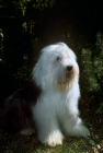 Picture of galumphing tails i win for tailormade, old english sheepdog 