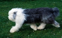 Picture of galumphing tails i win for tailormade (ahab), undocked old english sheepdog trotting along