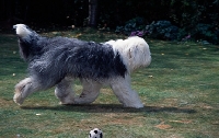Picture of galumphing tails i win for tailormade (ahab), undocked old english sheepdog at a fast trot  on grass