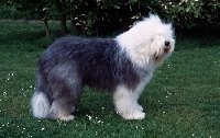 Picture of galumphing tails i win for tailormade (ahab) undocked old english sheepdog standing on grass