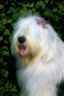 Picture of galumphing tails i win for tailormade, ahab, old english sheepdog with flower in his hair