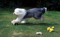 Picture of galumphing tails i win for tailormade (ahab), undocked old english sheepdog running on grass with toys