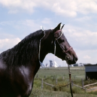 Picture of gambling sam, american shetland pony head and shoulders 