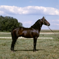 Picture of gambling sam, american shetland pony