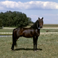 Picture of gambling sam, American Shetland pony full body