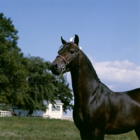 Picture of gambling sam, american shetland pony, head and shoulders