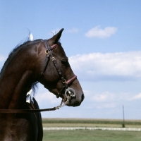 Picture of gambling sam, american shetland pony head turned away