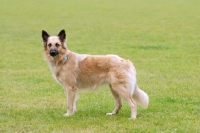 Picture of Garafiano, herder of the canarian island La Palma, on grass