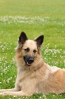 Picture of Garafiano shepherd dog, herder of the Canary Island la Palma, lying down