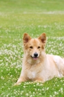 Picture of Garafiano shepherd dog, herder of the Canary Island la Palma, lying down in grass