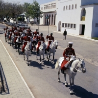 Picture of garde royale at a parade in rabat morocco