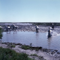 Picture of Gardien chasing group of Camargue ponies crossing water