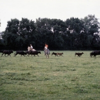 Picture of gardiens on Camargue ponies rounding up bulls for games in bullring..