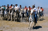 Picture of gardiens riding camargue ponies escorting bull to games, camargue 