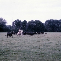 Picture of gardiens riding Camargue ponies rounding up bulls