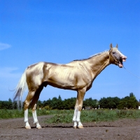 Picture of garem, akhal teke horse neighing