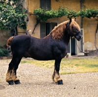 Picture of Garmor Italian Heavy Draught stallion in Italy