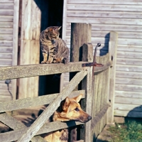 Picture of gate with cat and dog