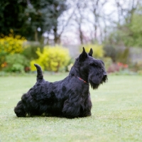 Picture of gaywyn tyne, scottish terrier standing on grass