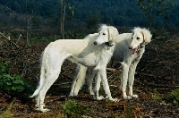 Picture of geldara amrita, geldara oberon, pair of salukis looking over their shoulder