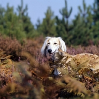 Picture of geldara amrita, saluki amongst heather and ferns