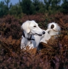 Picture of geldara amrita, saluki in heather looking over shoulder